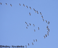 ��������� ���� � ���������